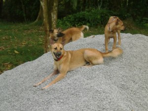 Our lovely girls
