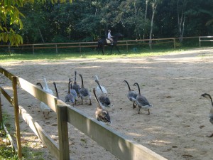 Geese in the arena