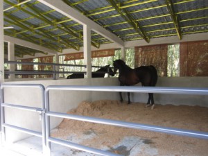 Xen and Pepsi new home