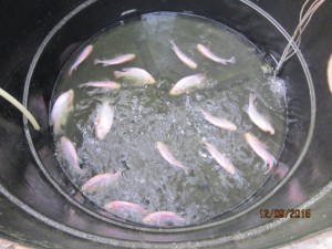 500g tilapia
