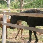 Pepsi with visitor