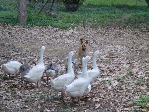 Duku the goose dog