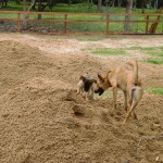 Duku and BooBoo helping