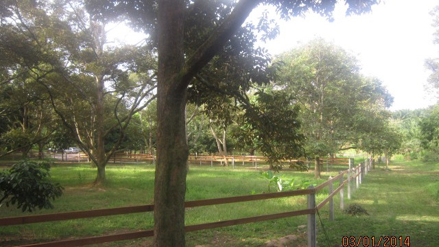 Paddock-Padang tiga