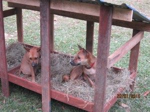 Duku and PitaLu