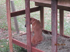 Duku setting on goose eggs
