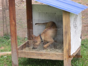 PitaLu in nest box