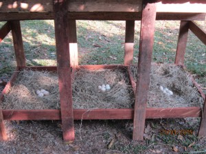 Nesting boxes full of eggs