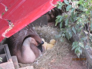 Newly hatched goslings