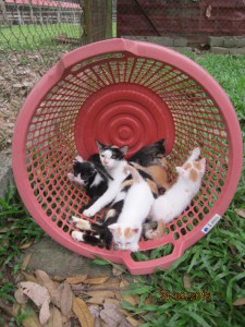 Mango's Kittens
