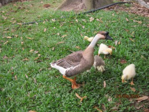 Step-mother goose