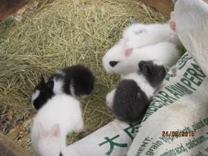 Spot's bunnies